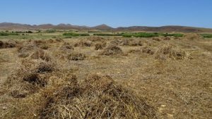 Το Γεωπονικό Πανεπιστήμιο Αθηνών αναδεικνύει τον «Κύκλο της φάβας στη νησιωτική Ελλάδα» ως στοιχείο Άυλης Πολιτιστικής Κληρονομιάς