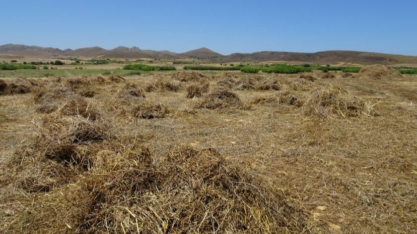Το Γεωπονικό Πανεπιστήμιο Αθηνών αναδεικνύει τον «Κύκλο της φάβας στη νησιωτική Ελλάδα» ως στοιχείο Άυλης Πολιτιστικής Κληρονομιάς