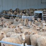 Ενωτική Ομοσπονδία Αγροτικών Συλλόγων Ημαθίας: Άμεσα μέτρα προστασίας και στήριξης των κτηνοτρόφων