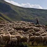 Ανοικτή επιστολή του ΓΕΩΤ.Ε.Ε. Κεντρικής Μακεδονίας για τις στρεβλώσεις στην κατανομή των δημόσιων βοσκοτόπων