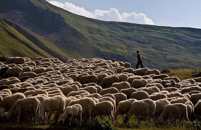 Ανοικτή επιστολή του ΓΕΩΤ.Ε.Ε. Κεντρικής Μακεδονίας για τις στρεβλώσεις στην κατανομή των δημόσιων βοσκοτόπων
