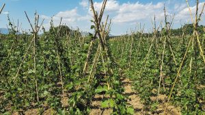 Σε κρίσιμο σταυροδρόμι η καλλιέργεια φασολιού