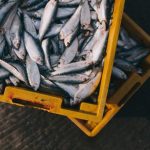 Οι τιμές στα ψάρια σε πτώση έως 40% – Ο ανταγωνισμός κρατά ζωντανή την αγορά