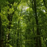 Γέλασε όλο το ίντερνετ με το απρόσμενο συμβάν στην άγρια φύση της Κένυας!