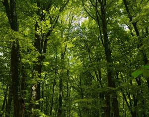 Γέλασε όλο το ίντερνετ με το απρόσμενο συμβάν στην άγρια φύση της Κένυας!
