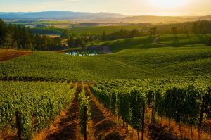 peftei-se-istoriko-chamilo-epipedo-i-paragogi-oinou-sti-gallia-144596