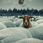 Το ΓΕΩΤ.Ε.Ε. καταγγέλλει αποκλεισμό από τις εθνικές επιτροπές ζωονόσων