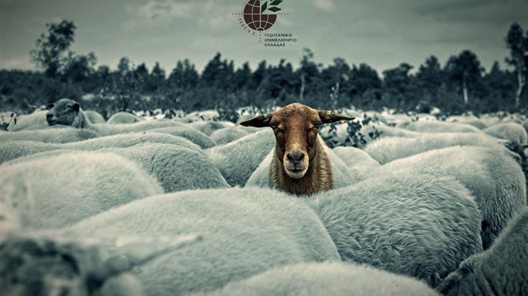 Το ΓΕΩΤ.Ε.Ε. καταγγέλλει αποκλεισμό από τις εθνικές επιτροπές ζωονόσων