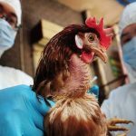 se-epifylaki-gia-tin-gripi-ton-ptinon-i-ipeiros-krousmata-stin-voulgaria-72335