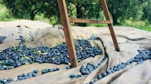 Αναβολή στις δηλώσεις συγκομιδής ελαιοκάρπου: Υποχρεωτικές από τον Οκτώβριο του 2026