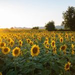 Ηλίανθος: Η ξηρασία μειώνει τις προοπτικές της Τουρκίας