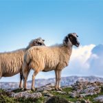 Καθολικό εμβολιασμό για ευλογιά ζητούν οι κτηνοτρόφοι Θεσσαλίας