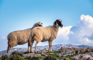 Καθολικό εμβολιασμό για ευλογιά ζητούν οι κτηνοτρόφοι Θεσσαλίας