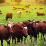 Επεκτάθηκε στην Ισπανία ο ιός της δερματίτιδας βοοειδών