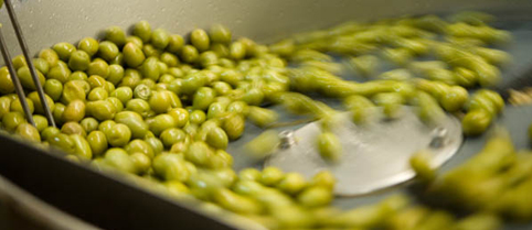 Μυκοτοξίνες και ποιότητα ελαιολάδου