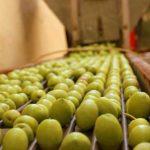 ΔΟΕΠΕΛ: Προκλήσεις και ευκαιρίες για τις επιτραπέζιες ελιές την ελαιοκομική περίοδο 2025/2026