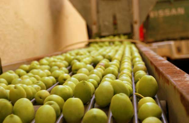 ΔΟΕΠΕΛ: Προκλήσεις και ευκαιρίες για τις επιτραπέζιες ελιές την ελαιοκομική περίοδο 2025/2026