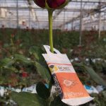 A close-up of a flowerAI-generated content may be incorrect.