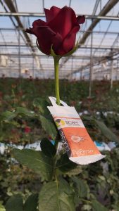 A close-up of a flowerAI-generated content may be incorrect.