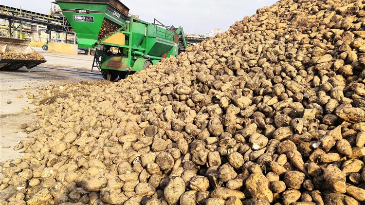 Η τευτλοκαλλιέργεια στην Αμερική σε κρίση