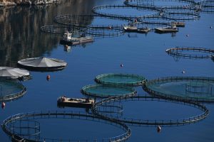 Μελέτη του Πανεπιστημίου Πειραιώς για τις ιχθυοκαλλιέργειες