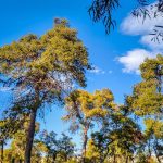 Γενικά αίθριος καιρός - Πού θα πέσουν λίγες βροχές