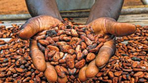Κρίση στην παραγωγή κακάο λόγω και της ασθένειας «μαύρου λοβού»