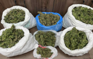 Τέσσερις συλλήψεις στο Ρέθυμνο για ναρκωτικά και δενδρύλλια κάνναβης – Μεταξύ τους και ένας ανήλικος