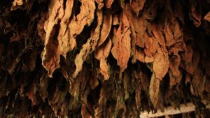 Ξάνθη: Κατασχέθηκαν 462,5 λαθραία κιλά καπνού και φύλλων καπνού