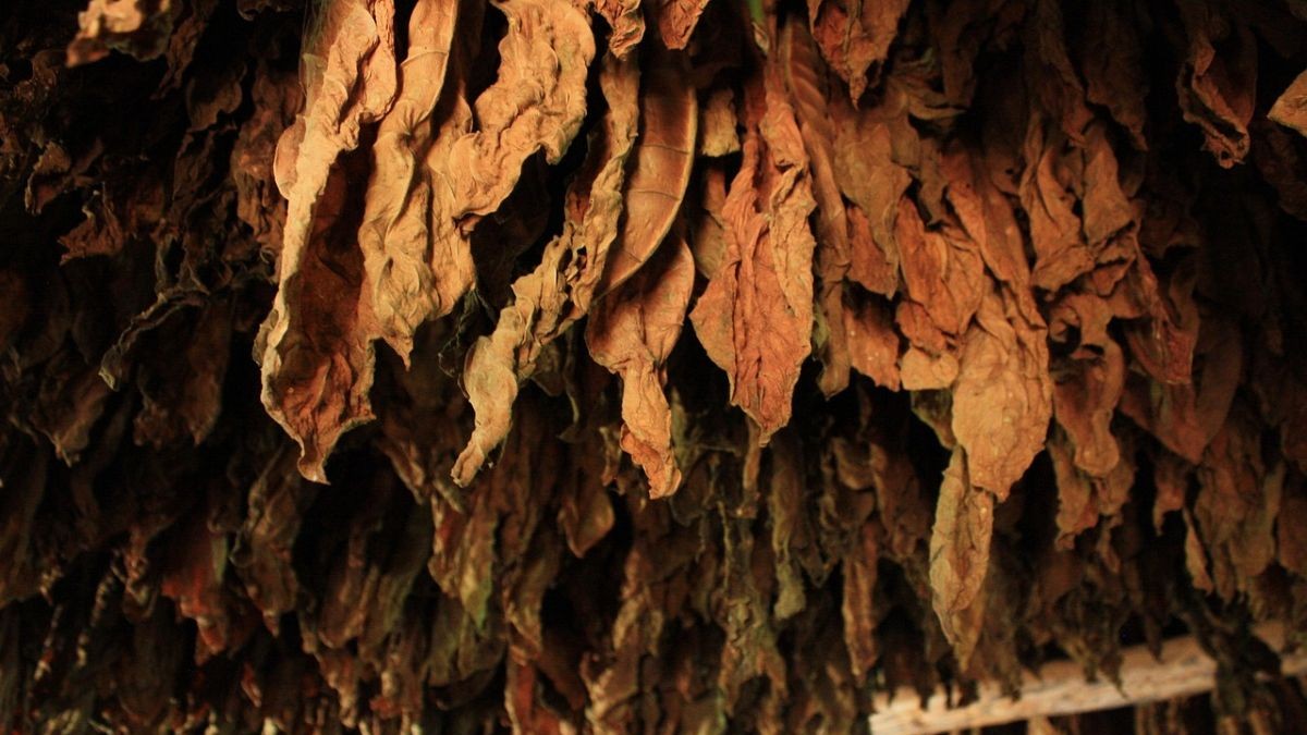 Ξάνθη: Κατασχέθηκαν 462,5 λαθραία κιλά καπνού και φύλλων καπνού