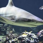 Better late than never: Mexico fulfills international obligations to protect atlantic sharks