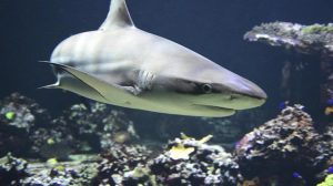 Better late than never: Mexico fulfills international obligations to protect atlantic sharks