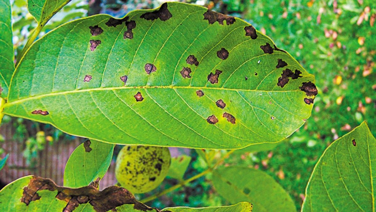 Καρυδιά: Σοβαρές προσβολές από την ανθράκωση