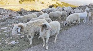 echei-pligei-to-megalytero-meros-tis-ktinotrofikis-paragogis-tis-pineias-apo-to-katarroiko-pyreto-205674