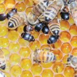 oi-melissokomoi-tis-ipeirou-ektos-enischysis-apo-to-metro-23-279946