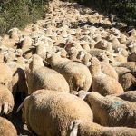 Κτηνοτρόφος αγνοείται μετά από απειλές αυτοκτονίας λόγω σφαγής του κοπαδιού του από ευλογιά