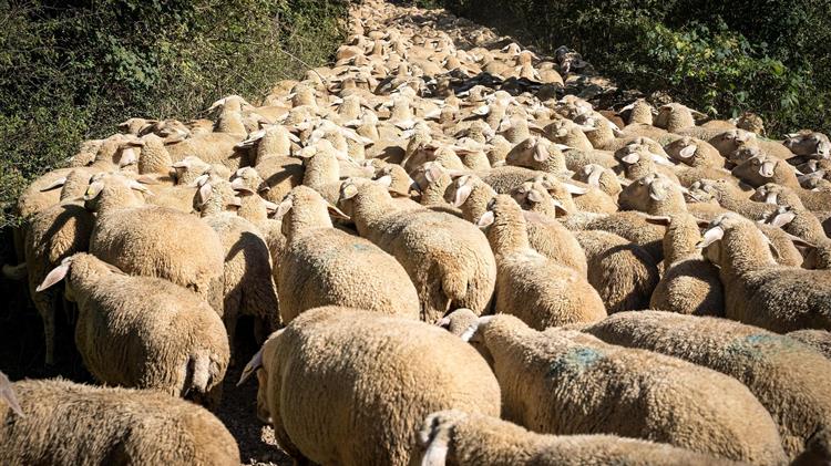 Κτηνοτρόφος αγνοείται μετά από απειλές αυτοκτονίας λόγω σφαγής του κοπαδιού του από ευλογιά