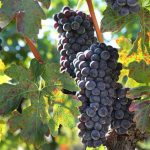 Κέντρο εμπειρίας του κρασιού για ένα τριήμερο η Κεντρική Μακεδονία