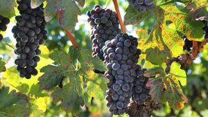 Κέντρο εμπειρίας του κρασιού για ένα τριήμερο η Κεντρική Μακεδονία