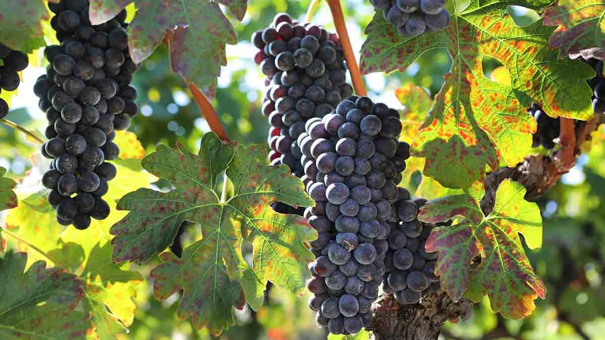 Κέντρο εμπειρίας του κρασιού για ένα τριήμερο η Κεντρική Μακεδονία