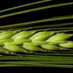 Η Τουρκία προχωρά σε διεθνή διαγωνισμό για 250.000 τόνους κριθαριού ζωοτροφής