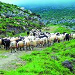 Παραμένει το πρόβλημα στην κτηνιατρική υπηρεσία Λήμνου