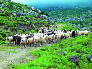 Παραμένει το πρόβλημα στην κτηνιατρική υπηρεσία Λήμνου