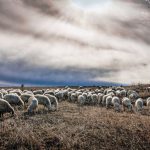 Κτηνοτροφικοί Σύλλογοι ΑΜΘ: «Η υπομονή μας εξαντλήθηκε!»