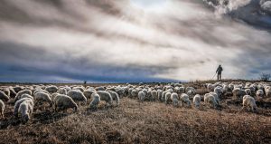 Κτηνοτροφικοί Σύλλογοι ΑΜΘ: «Η υπομονή μας εξαντλήθηκε!»