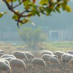 Εντατικοποίηση μέτρων βιοασφάλειας για την ευλογιά των αιγοπροβάτων: Οκτώ προτάσεις της Ομάδας Εργασίας