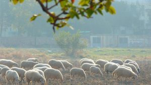 Εντατικοποίηση μέτρων βιοασφάλειας για την ευλογιά των αιγοπροβάτων: Οκτώ προτάσεις της Ομάδας Εργασίας