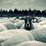 Ευλογιά: Όταν η απώλεια ζωικού κεφαλαίου γίνεται οικονομική κατάρρευση