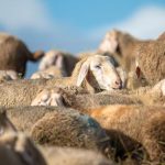 Κοινό μέτωπο κυβέρνησης  Περιφερειαρχών κατά της ευλογιάς