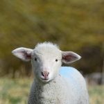 Ακατάσχετες οι ενισχύσεις για ζωοτροφές και φερτά υλικά για Daniel